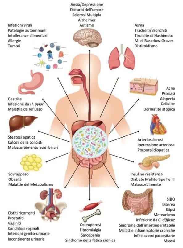 Test Microbiota Intestinale Schema Negedia Flora Gut